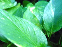 �����C���[�W